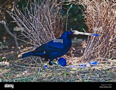 Satin Bowerbird Ptilonorhynchus violaceus male depositing blue pen at bower Lamington NP ...