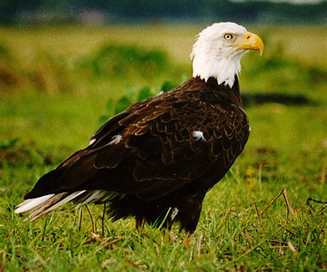 Nesting Bald Eagle | Nesting Bald Eagle, Kissimmee, FL | Experience Kissimmee | Flickr