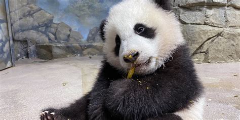 Top 8 Giant Panda Moments in January 2021 | Smithsonian's National Zoo