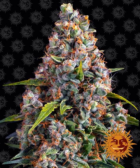 Strawberry Cheesecake Auto Barneys Farm Seeds FEM | Original Seeds Store