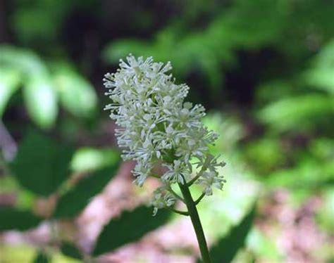 Poisonous Plants - Baneberry