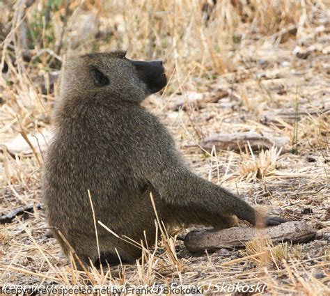 Tanzania Day Seven animals (20 of 34) - Keep Your Eyes Peeled