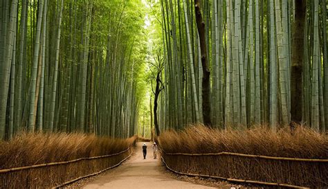 National Bamboo Park to be added to Kaziranga in Assam