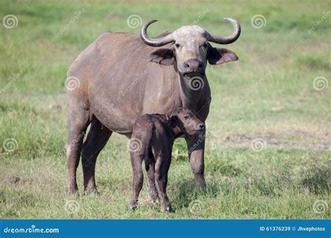 African Buffalo With Calf Stock Photo - Image: 61376239