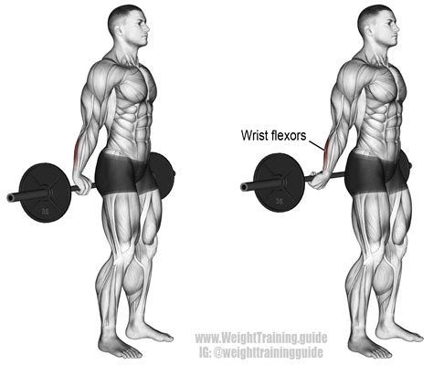 Behind-the-back barbell wrist curl instructions and video | Weight Training Guide | Forearm ...