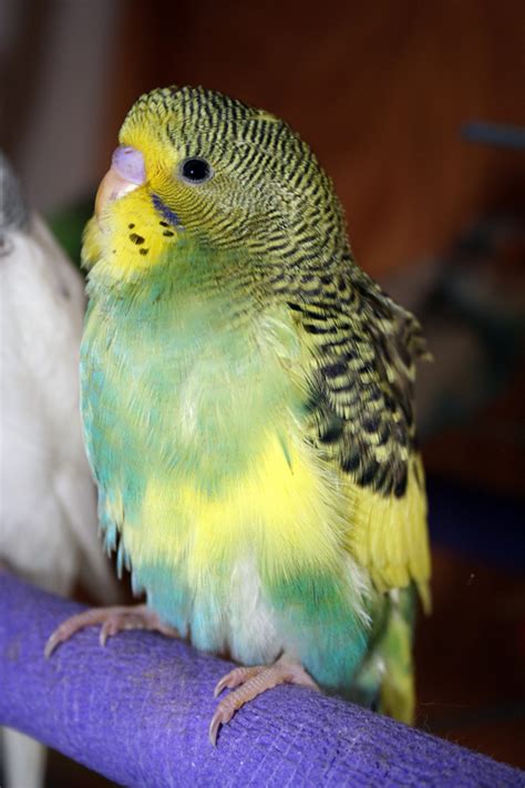 Budgie Parakeet Colors, Varieties, Mutations, Genetics