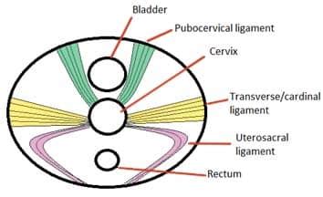 Ligaments of the Female Reproductive Tract - TeachMeAnatomy