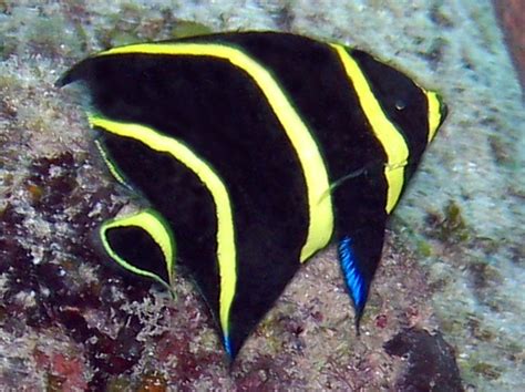 French Angelfish Juvenile