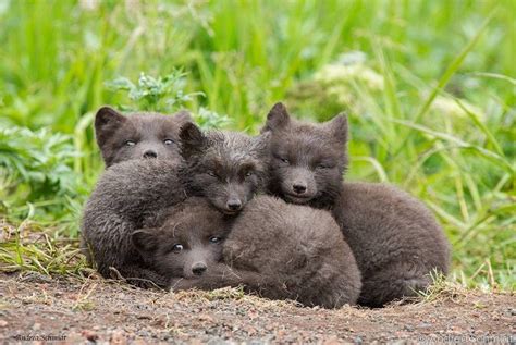 “Arctic fox pups in Saint Paul, Alaska. #EarthCapture by Andrea Schmidt Naturfotograf. Share ...