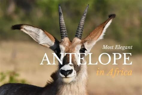 Top 16 Most Elegant Antelope Species in Africa - Antelope Types List