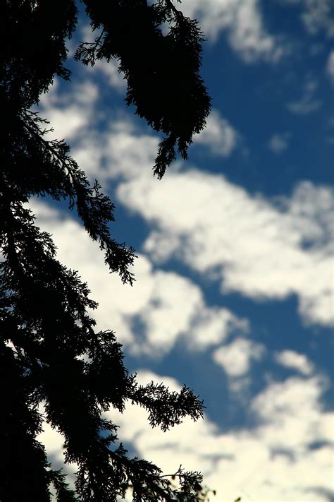 Tree,silhouette,shadow,blue sky,nature - free image from needpix.com