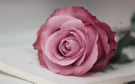 Pink Rose Pictures download free | PixelsTalk.Net