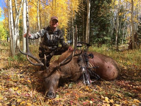 Free Range Archery Elk Hunts Colorado | Guided Elk Bow Hunts