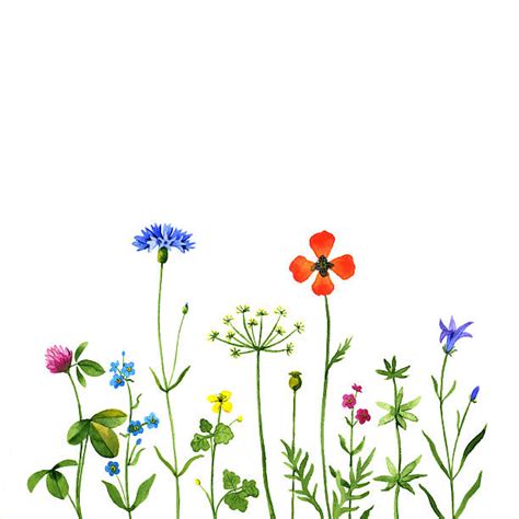 Royalty Free Wildflower Clip Art, Vector Images & Illustrations - iStock