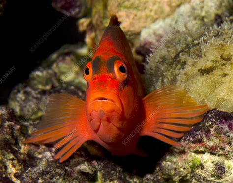 Scarlet hawkfish or Flame hawkfish - Stock Image - C024/3148 - Science ...