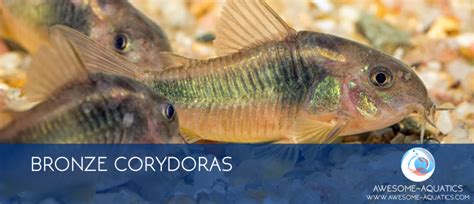 Bronze Corydoras | Awesome Aquatics