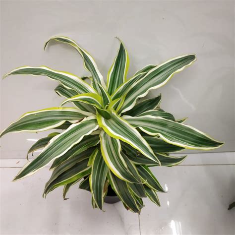 Dracaena Deremensis 'Warneckii Green White' - NurseryBuy