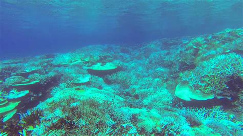 An underwater view of a coral reef of a tropical island. 2644286 Stock Video at Vecteezy