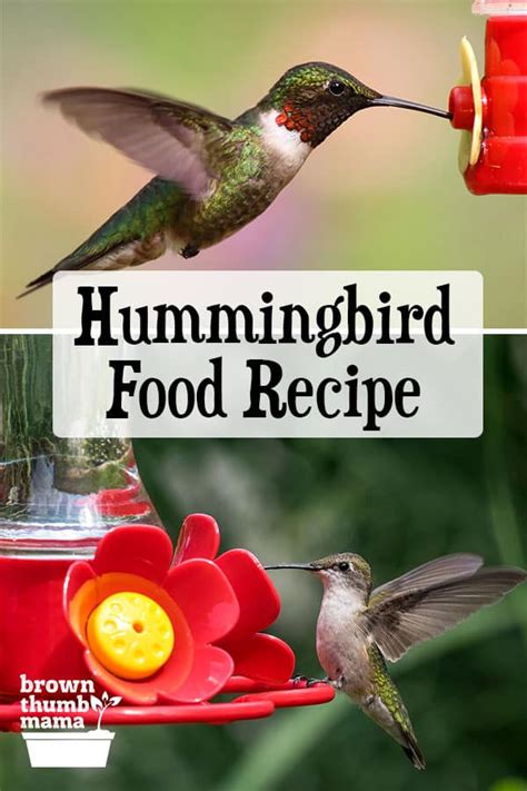 Hummingbird Food Recipe | Brown Thumb Mama®