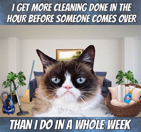 Grumpy Cat Life 🧺🧽🧹 | Grumpy cat, Grumpy cat humor, Cute cats