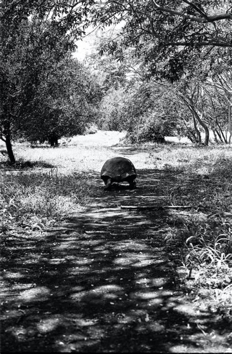 Fauna [Galapagos: Santa Cruz, pt II] | andrejrusskovskij.com