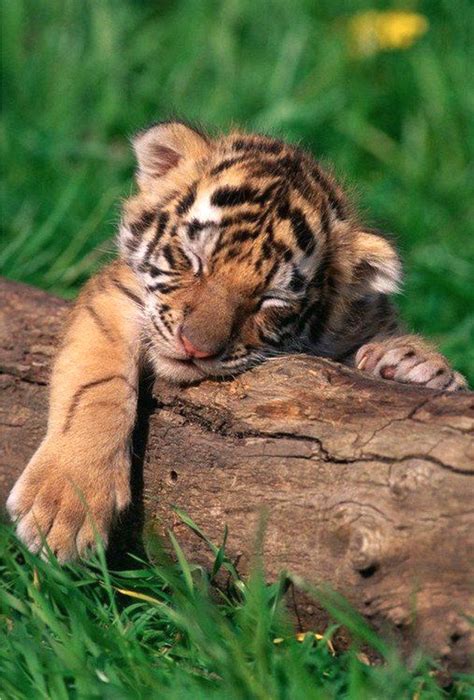 Adorable baby tiger fast asleep draped over a log. Animals And Pets, Funny Animals, Exotic ...