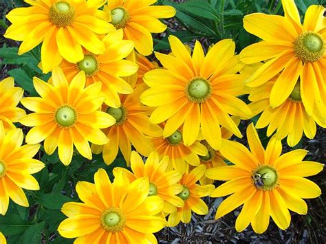 Black-Eyed-Susan / Rudbeckia Prairie Sun