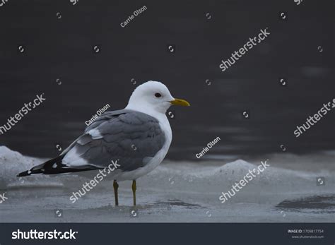 7,786 Mew Gull Images, Stock Photos & Vectors | Shutterstock