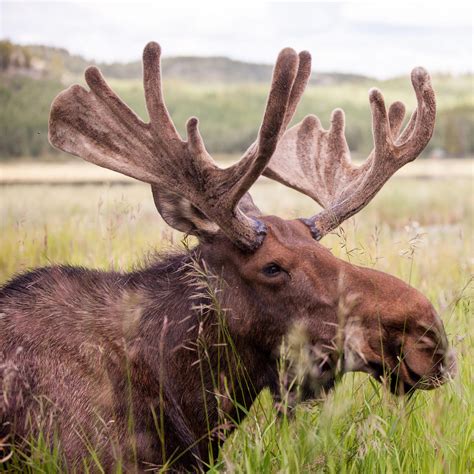 Do Moose Shed Their Horns? Exploring the Mysteries of Antler Shedding - OpticsMax