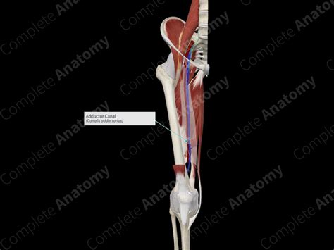 Adductor Canal | Complete Anatomy