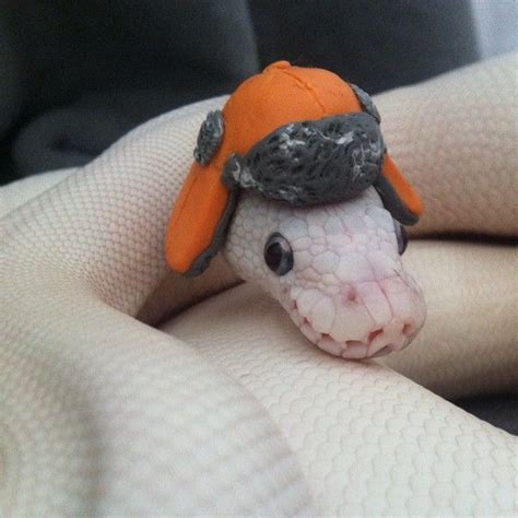 I FEEL BLESSED Snakes With Hats, Baby Snakes, Cute Funny Animals ...