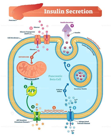 Insulin secretion vector illustration - VectorMine