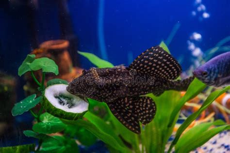 Hypostomus Plecostomus Eating Cuncumber Stock Photo - Image: 41404708