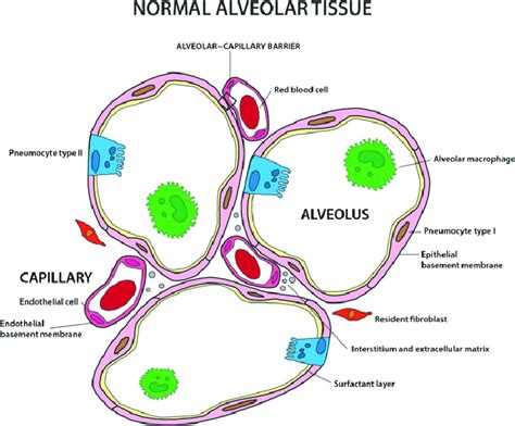 Histology Lung Capillaries