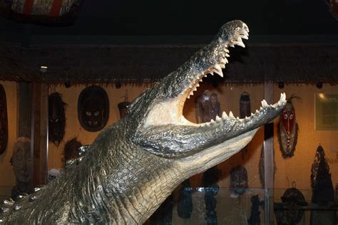 Gomek, a saltwater crocodile (Crocodylus porosus) and one of the largest crocodilians ever ...