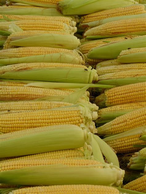 Corn,corn on the cob,corn kernels,food,eat - free image from needpix.com