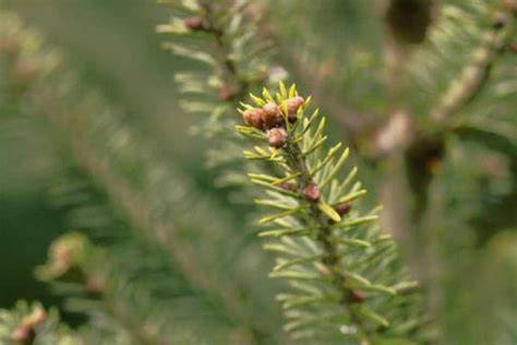 Abies balsamea - BBC Gardeners World Magazine