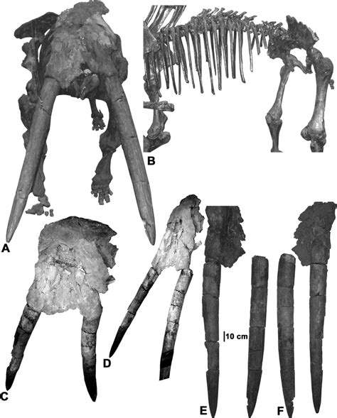 Stegomastodon primitivus from Jalisco, Mexico. Cast of skeleton on ...