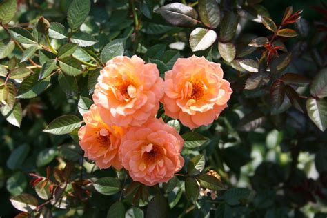 Peach Colored Flowers Free Photo Download | FreeImages