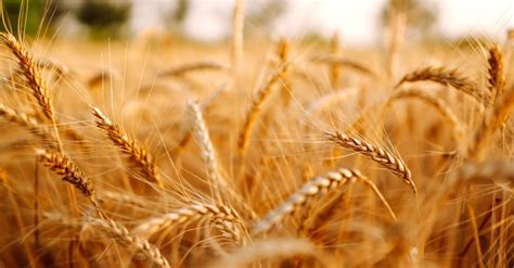 Why Does Jesus Share a Parable about Wheat and Tares? (Matthew 13:24-30)