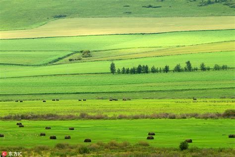 China's renowned pure grassland: Hulunbuir Grassland[1]- Chinadaily.com.cn