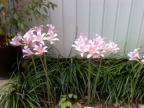 resurrection lilies | Perennial garden, Perennials, Plants