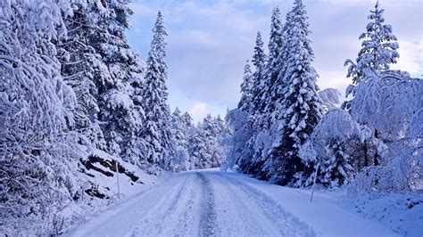 Winter Forest Wallpapers Images Photos Pictures Backgrounds