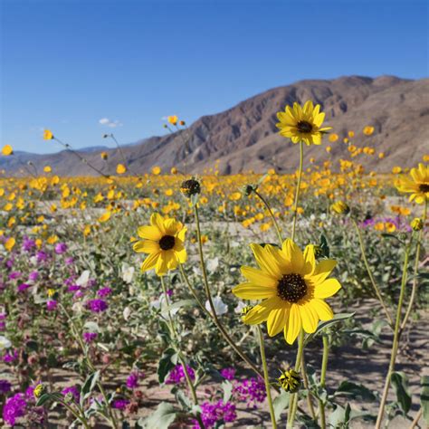 Where to See California Wildflowers | Moon Travel Guides