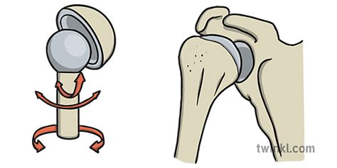 Ball and Socket Joint Dibujo - Twinkl