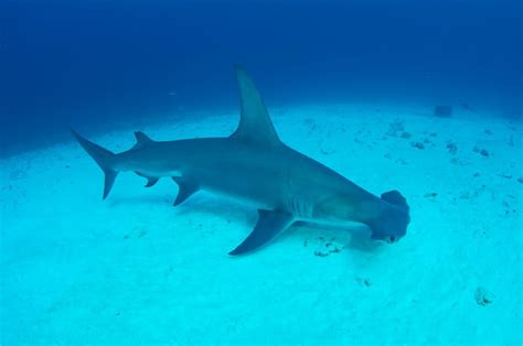 Great hammerhead shark - The Great Fiji Shark Count