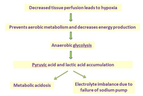 Septic shock pathogenesis, stages of shock and morphology of organs ...