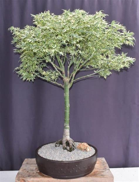 Butterfly Japanese Maple Bonsai Tree(Acer palmatum ‘Butterfly’)