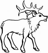Reindeer Printable Coloring Pages sketch template