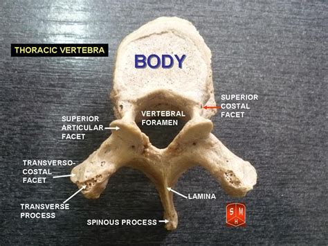 Thoracic Spine: Anatomy Review and Clinical Implications